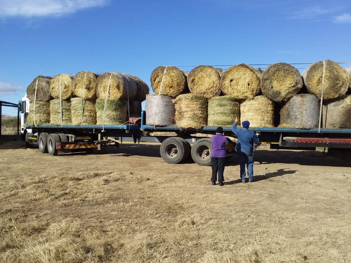 boere_in's tweet photo. #Boereinnood
@Die_Burger 
@volksbladnuus 
@afriforum 
Vrag korog/lusern bale gelaai in Aliwal NoordVrag geskenk deur AfriForum Aliwal Noord Vervoerkoste is geborg deur PJ Bester Vervoerdienste van Ceres Baie dankie PJ Bester en almal betrokke Vrag oppad na Dwyka naby Prins Albert https://t.co/XgxaSfjGFi
