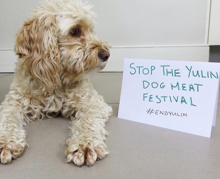 humaneworlduk's tweet image. We are in love with your beautiful furry friend photos to #EndYulin 🐕🐈 Last chance to sign &amp;amp; share Hsi.org/endyulin before we take your petition to Beijing!