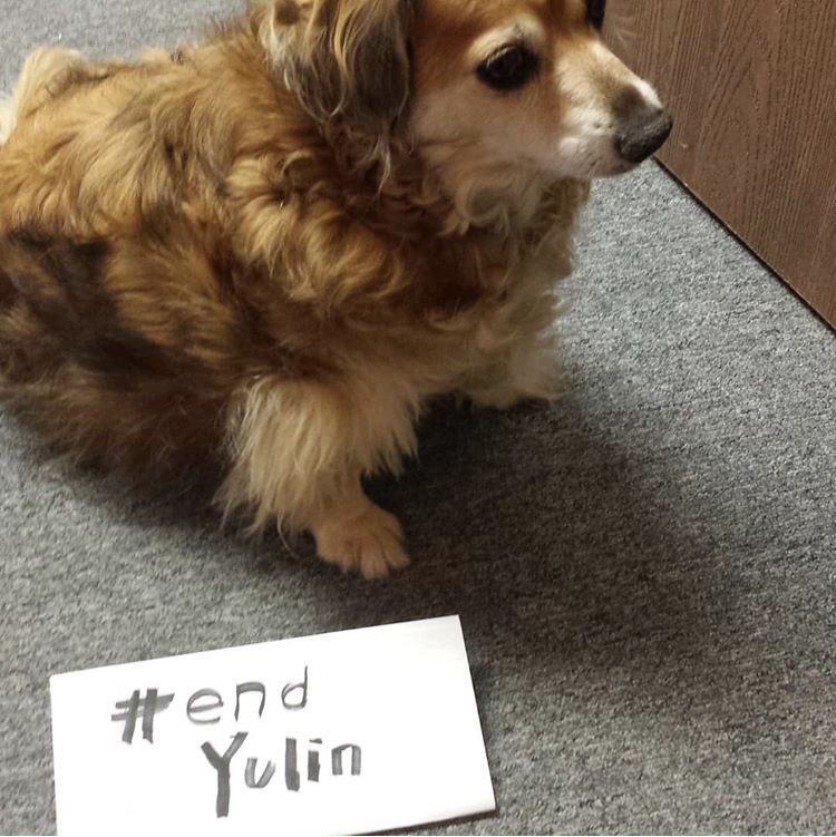humaneworlduk's tweet image. We are in love with your beautiful furry friend photos to #EndYulin 🐕🐈 Last chance to sign &amp;amp; share Hsi.org/endyulin before we take your petition to Beijing!