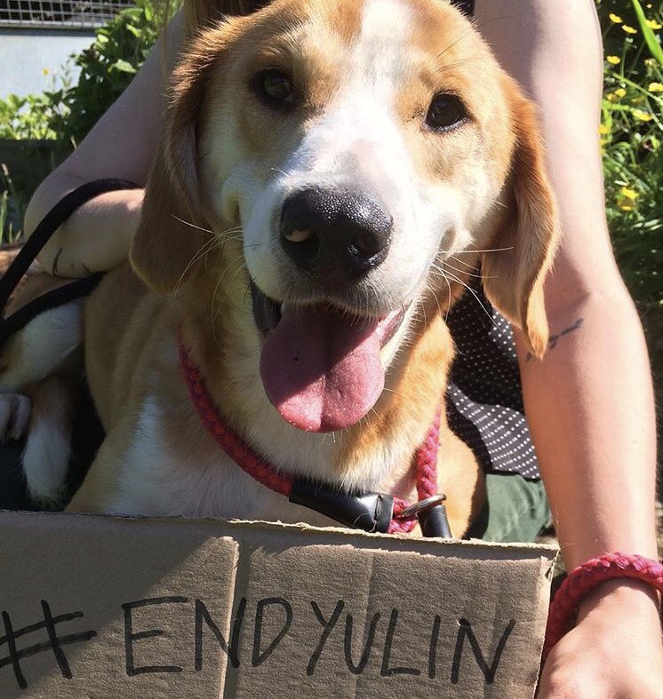 humaneworlduk's tweet image. We are in love with your beautiful furry friend photos to #EndYulin 🐕🐈 Last chance to sign &amp;amp; share Hsi.org/endyulin before we take your petition to Beijing!