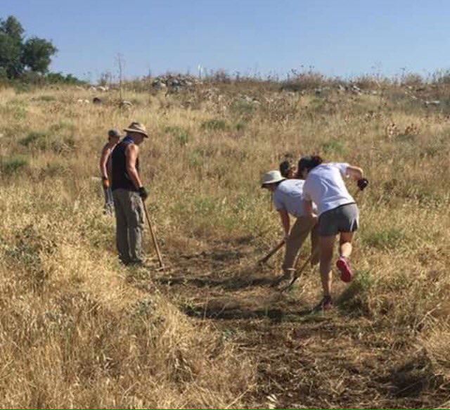 To you, this might look like gardening - but it is actually #HorvatKur #archeology preparing the site for excavations #KRP2018 by <a href="/UniLeidenNews/">Leiden University</a>, <a href="/helsinkiuni/">University of Helsinki</a>, <a href="/unibern/">Universität Bern</a> and <a href="/FloridaAtlantic/">Florida Atlantic University</a>. Monday it's on!