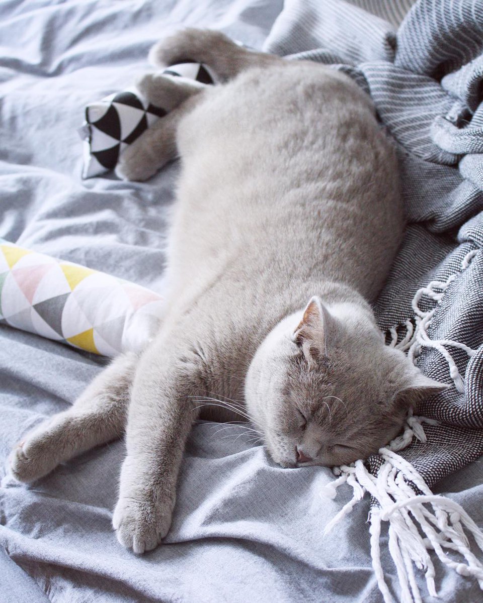 MinoumiCats's tweet photo. We love staying in bed in the morning 😸 What are your plans for this weekend?
📷 @finevandewinkels (instagram)
#minoumi #minoumicats #ambassacats #ambassacat https://t.co/vTI2JCuuVe
