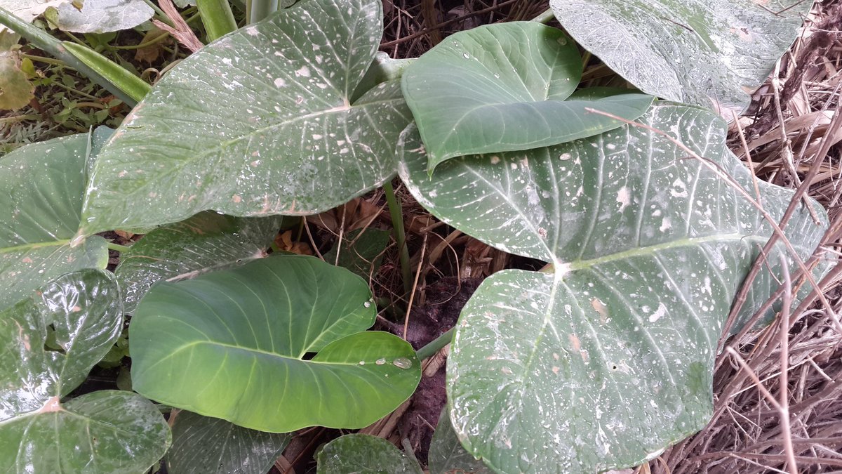 DilipDhakal's tweet photo. Last night, Kathmandu witnessed muddy rain, which left dust stains on the leaves. Must be the result of the city's dust #pollution . #Nepal #muddyrain https://t.co/IZAlb3IoMQ