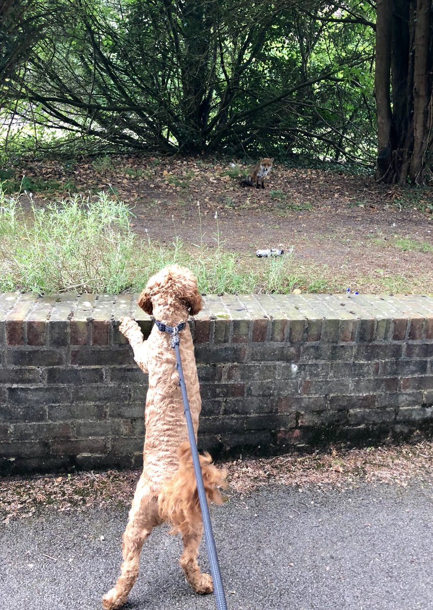 LuckyCockapoo's tweet image. 🦊 One day I’ll be off the lead and I will get you!