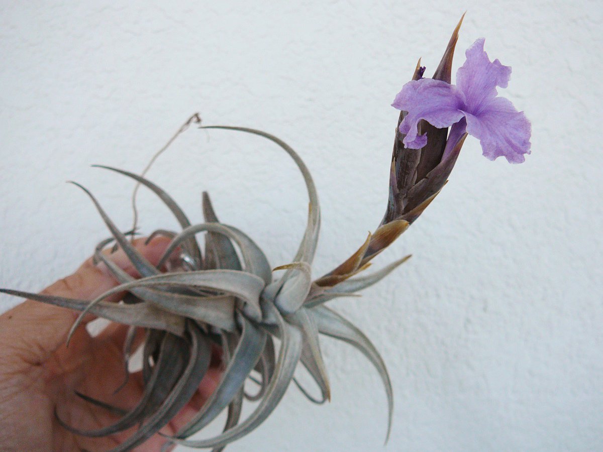 すけチャン on X:  