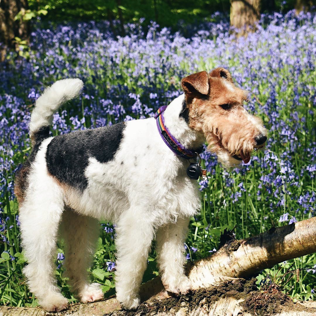 JustPoochPlay's tweet photo. We are so excited to go long walks with our PoochPlay tracker today. What will you be doing? (📷: mrwirefoxt on Instagram) #dogactivitytracker #dogwalks #cutedogs https://t.co/gm330RG2b3