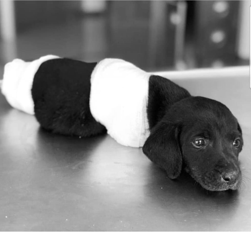 Bu pisliklerle aynı havayı solumak istemiyoruz.Utanmaktan yorgun düştük! Elimiz kolumuz bağlı beklemek en ağırı!#HayvanaSiddetSuctur