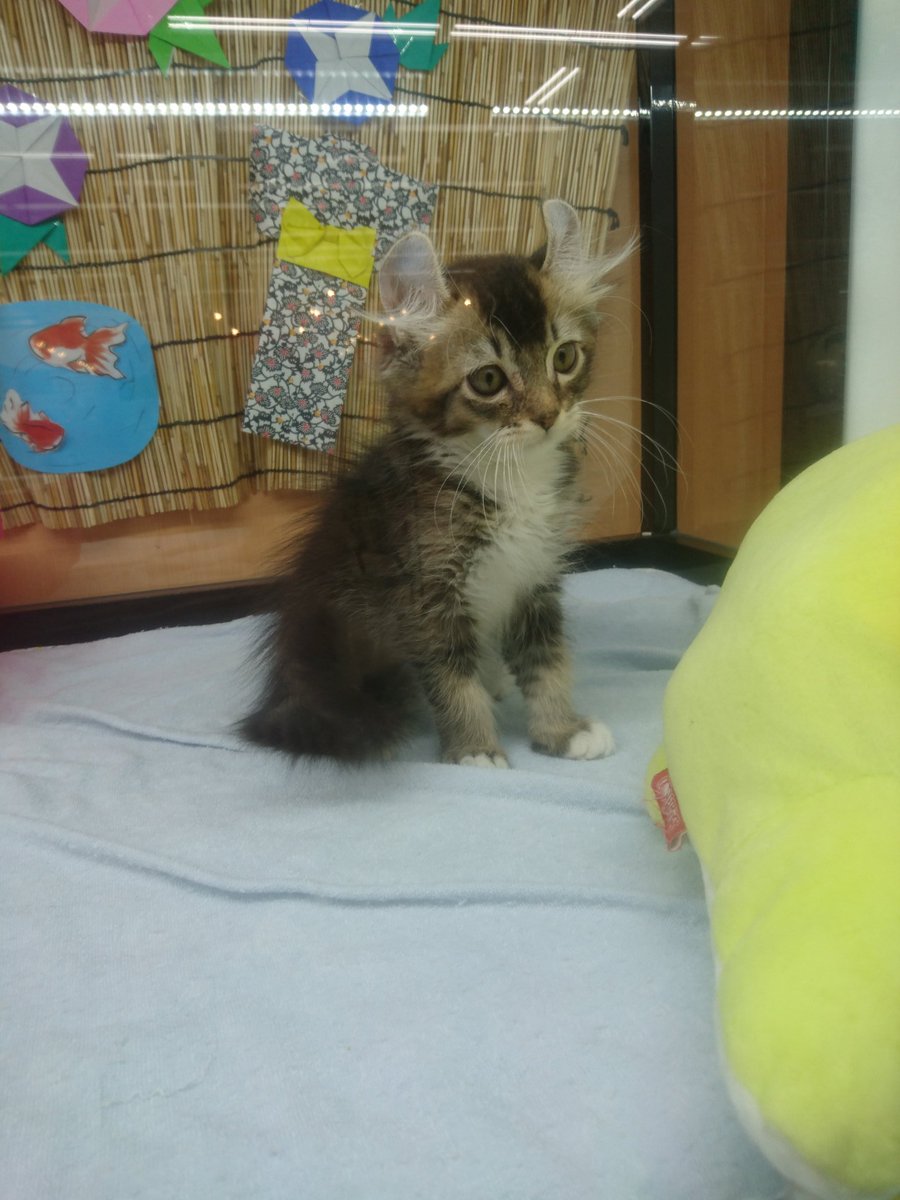 ブロッコリーの葉