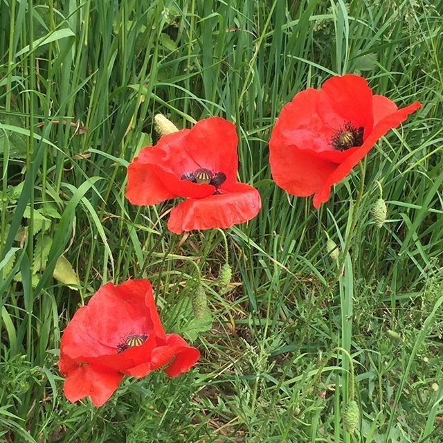 #Poppies on our walk in the #cotswolds. #springinengland #flowers #birthdaygetaway ift.tt/2HUXwwH