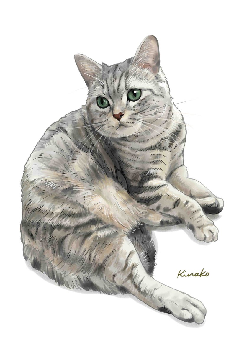 きなこ 猫の絵を描いています アメリカンショートヘアのプリンちゃん 今回は イラストで描かせていただきました 猫絵 Cat Drawing 猫イラスト 猫画 アメリカンショートヘア