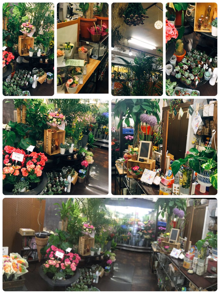 花屋 バディー 高幡不動 千歳烏山 模様替えしました 観葉植物とか 多肉とか見に来てください 最近は肌寒いくらいですが これからの季節 花屋は冷房マックス 涼みに来てください T Co Hnbwx38qnq Twitter