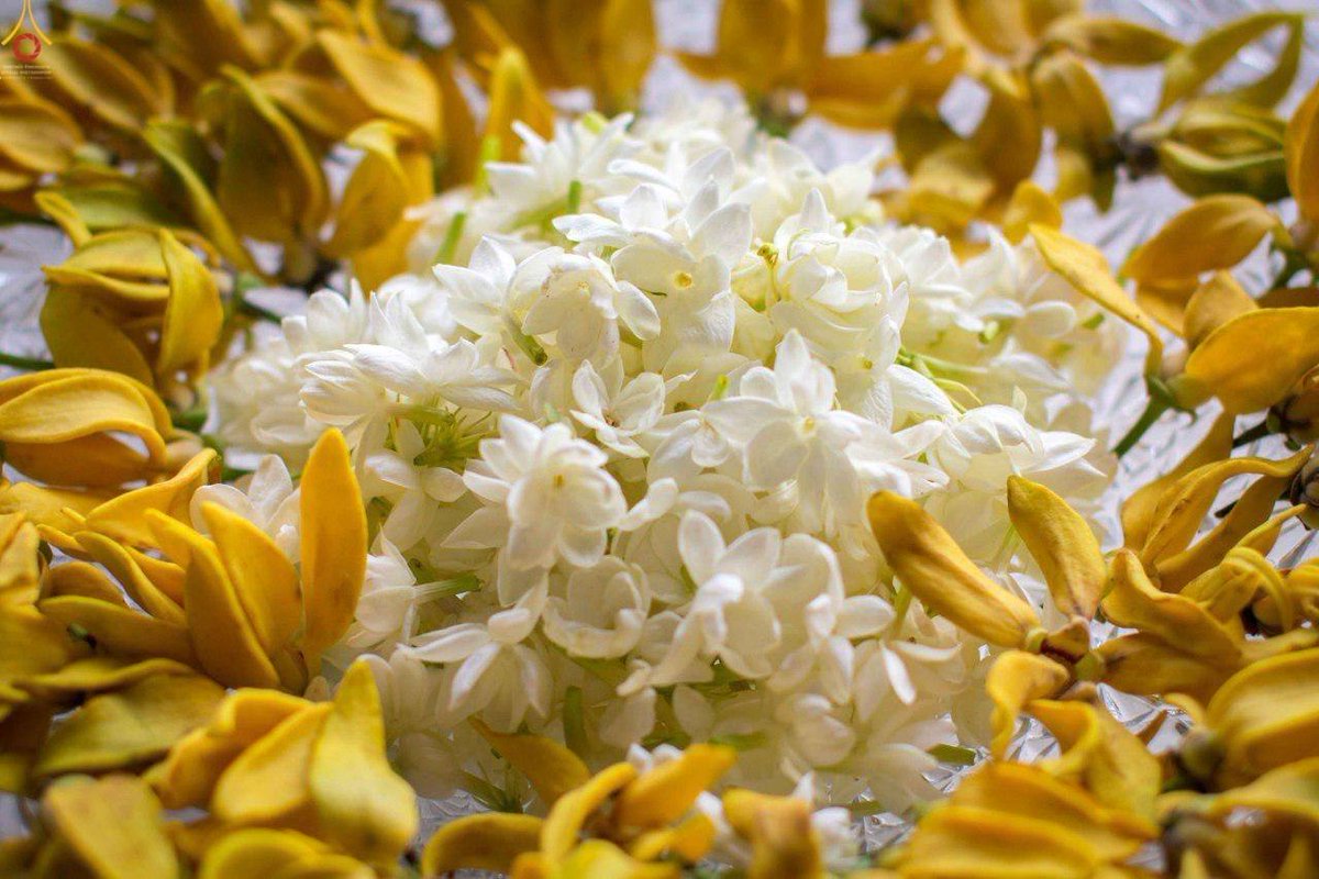beNicebeStrong's tweet image. White color, nature perfume, pure beautiful to pay respect The Lord Buddha, This's the wise tradition #LandofPeace