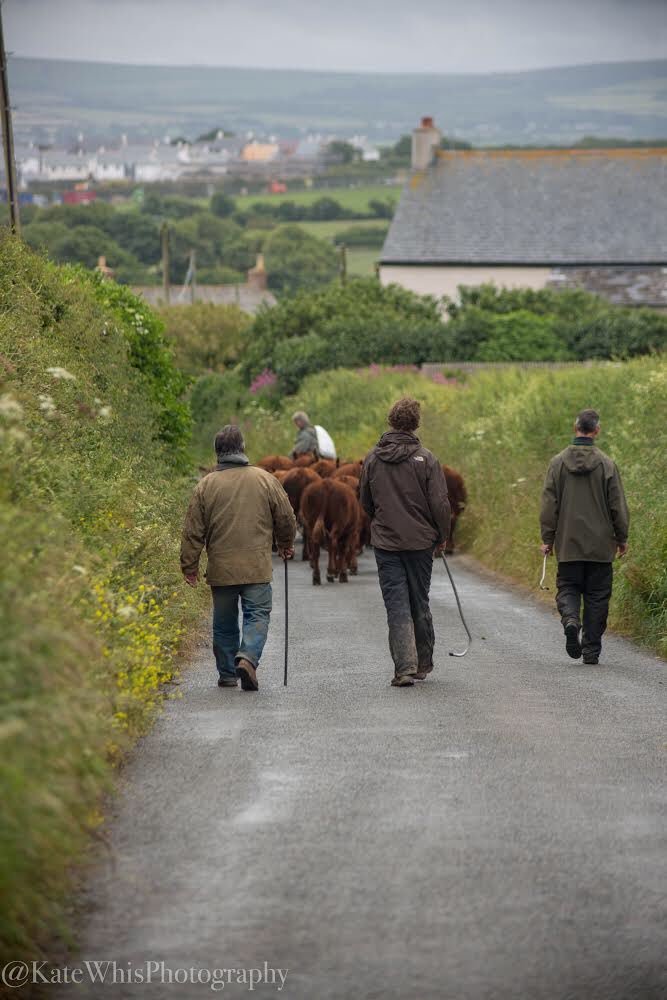 katewhis's tweet image. #traffic jams #Padstow style @padstowfarmsho1 moving their #rubyreds this morning #bestbeef #shoplocal #Cornwall