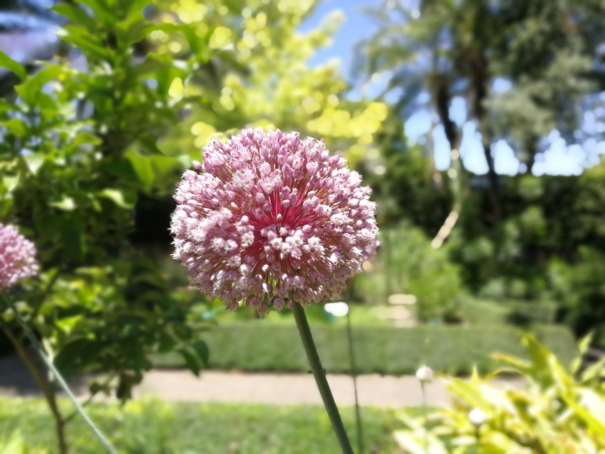 Así lucen los `Allium ampeloprasum´, ajo elefante o ajo blandino, que podéis ver en nuestra Escuela Agrícola. Se cultiva como hortaliza y puede alcanzar el metro de altura. Es nativo del sudoeste de Europa hasta Asia.