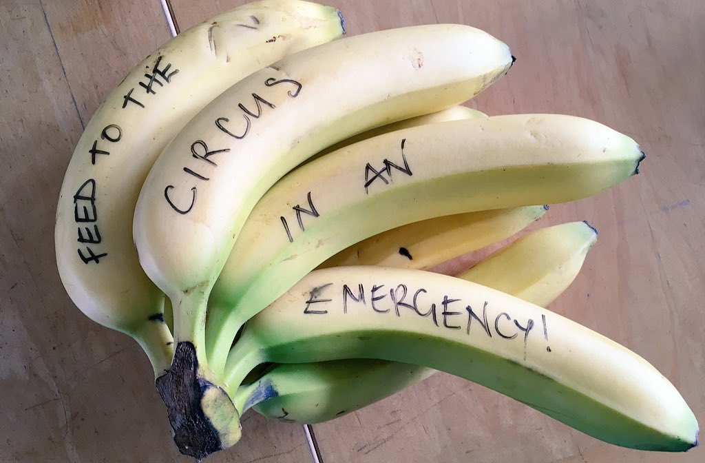 LaBonche's tweet photo. From Madame La Bonche‘s hot tips on how to run a youth circus! Always have #bananas   @LetCircus @CircusCentral @circus250 https://t.co/YsL55B9JNk