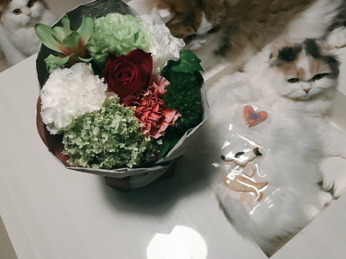 小林太郎 Official Twitter वर 改めまして昨日は皆さん本当にありがとうございました 綺麗な花や猫クッキーそしてアマゾンズの かっこいい漫画をいただきました ネコアマゾン