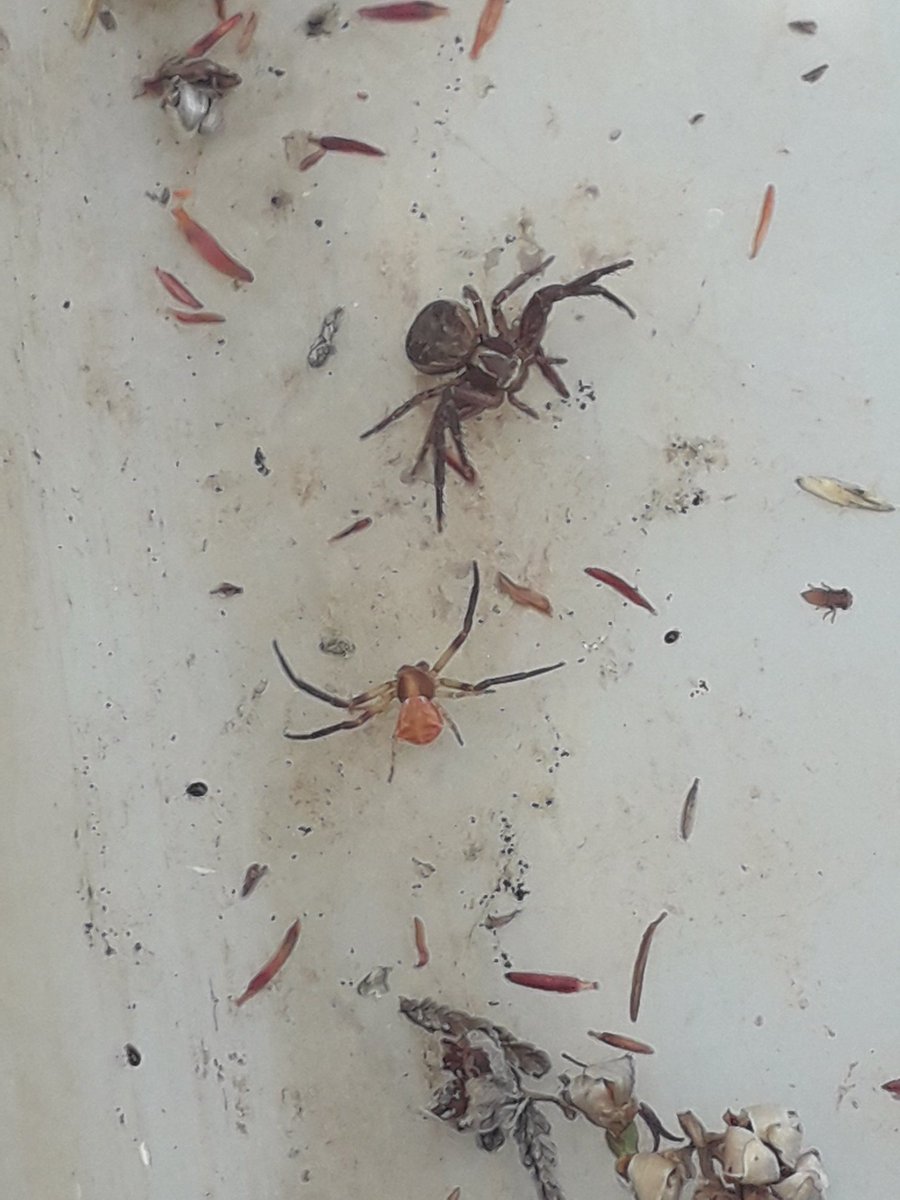 CleoAlper's tweet photo. Learnt so much yesterday on the Spiders course at Iping common. Thanks @graemelyons for a great and very informative day. Found a few nationally scarce species which is always nice! #LedermanTrainee #SussexWildlife https://t.co/FMFG6LFBIB