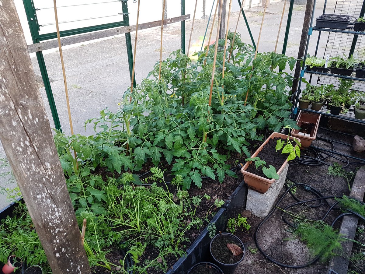 stephendukelow's tweet image. Tomatos well under way. #nodig