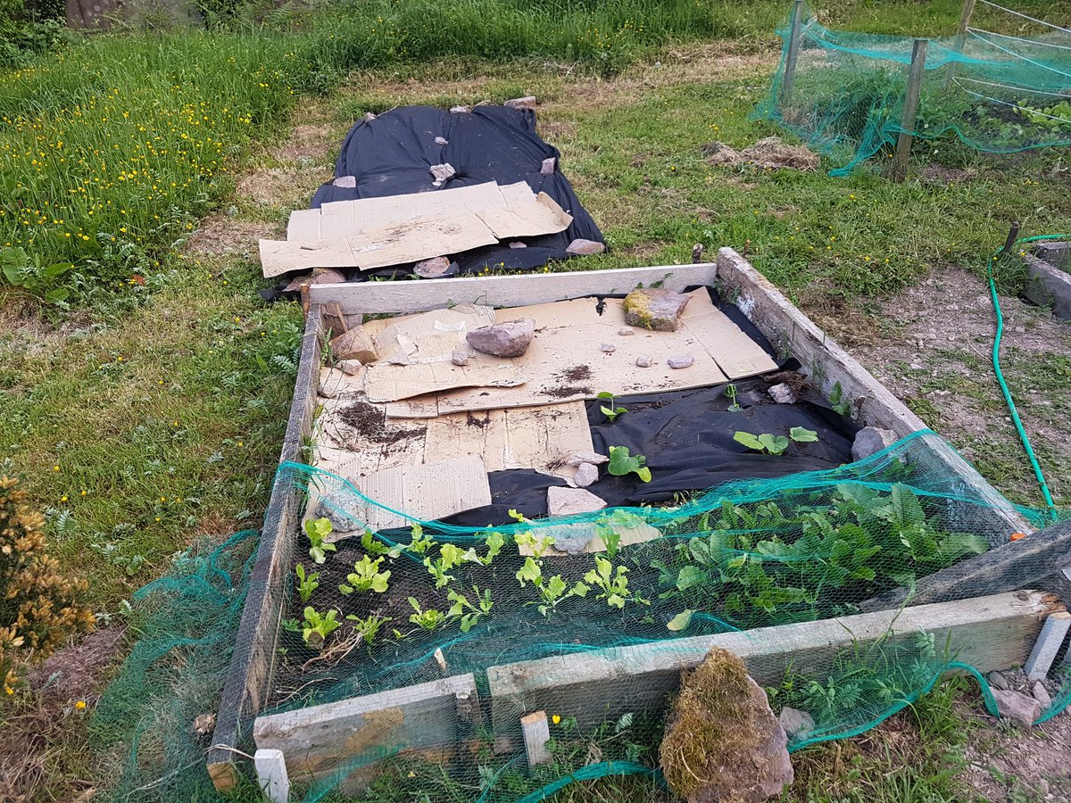 stephendukelow's tweet image. My nodig experimental veg bed. A few inches of organic matter straight down on the weeds and grass. Interesting to see how this goes. #nodig #tipperary #gyo #veggie