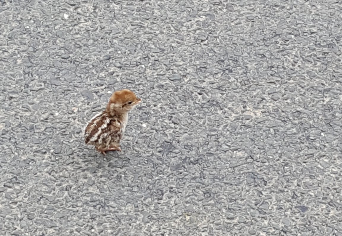 gareth_dockerty's tweet photo. Country road warning...loads of chicks about. This little partridge got guided back to its mum, but 3 of its siblings met car tyres. #chicks #watchout #DriveSafe #countryroads https://t.co/ArWrbdGVIx