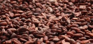 CoffeeCocoaIntl's tweet image. After rising by more than 50 per cent in the first four months of 2018, the #cocoaprice in New York has plunged by 20 per cent  since early May
