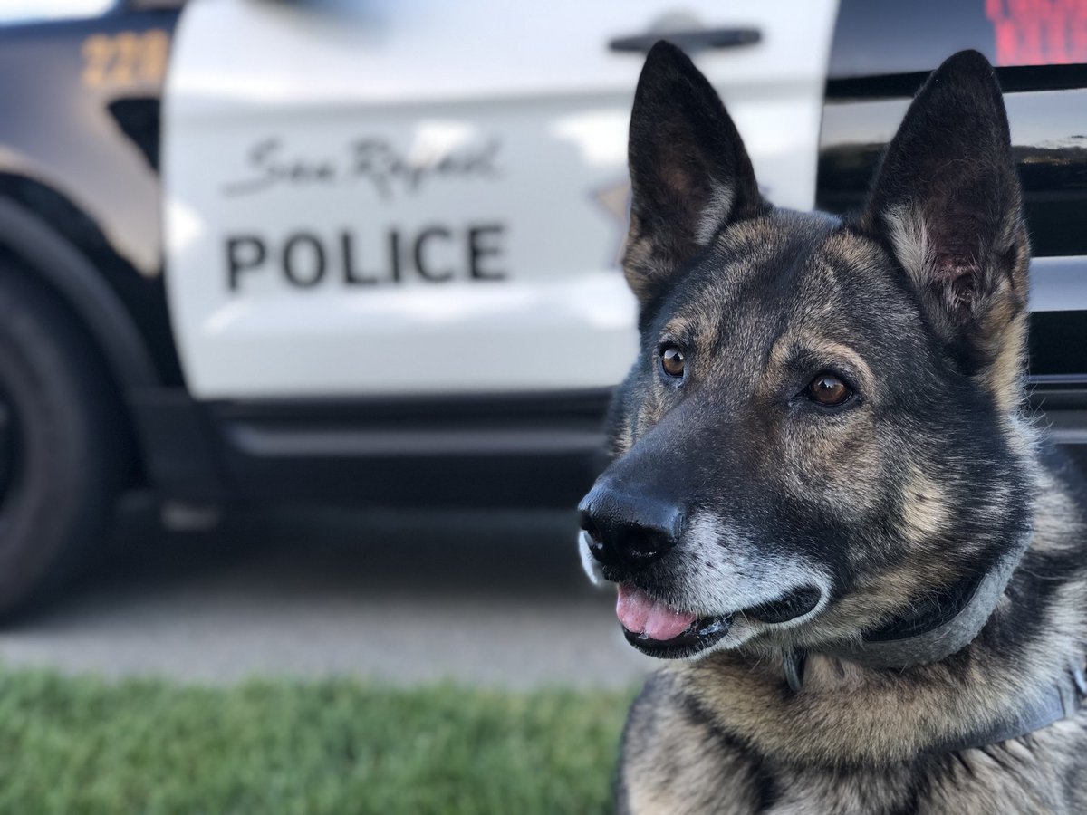 K9 Faro’s last official On-Duty shift June 30, 2018. Thank you for your service. It’s a pets life from now on...🐾🐾🐾🐾🚨🚓#K9Unit #PoliceK9Unit #realpolicek9 <a href="/SanRafaelPolice/">San Rafael Police Department</a> <a href="/K9Faro/">SR Police K9 Faro</a> <a href="/sanrafaelpa/">SRpolice association</a> <a href="/CityofSanRafael/">City of San Rafael</a>