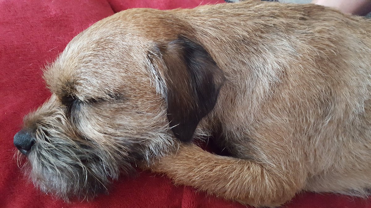 BT Radley 🐶 tweet media