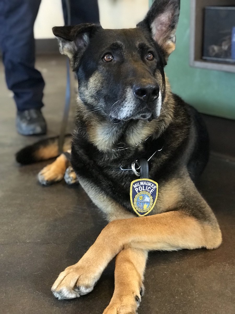 Mpdk9F's tweet photo. #k9Rocky had a great time today at #communitybark https://t.co/oUjRUG4IXe