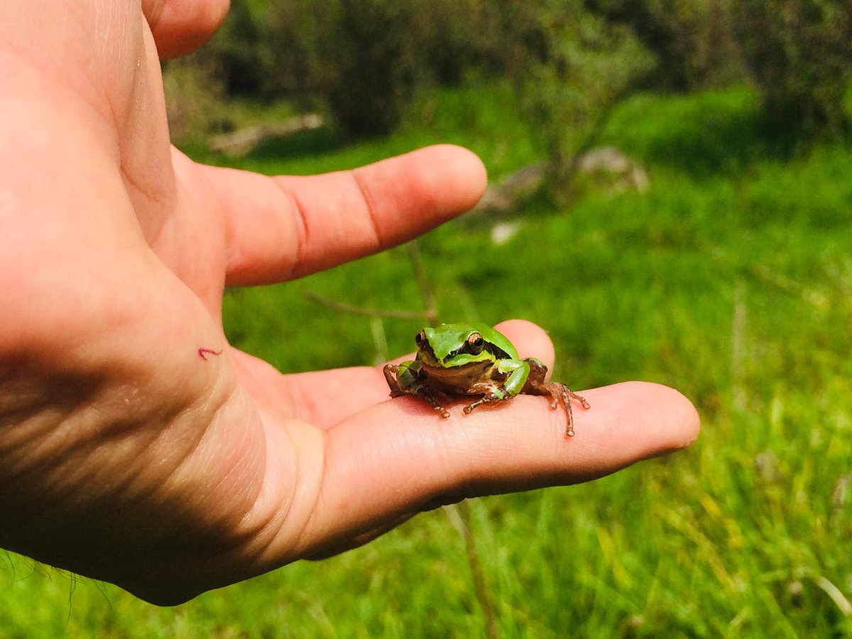 SOYALANLUCAS's tweet photo. La naturaleza nos lleva a un mejor estado de conciencia #forest #consciousness #frog #greenfrog #bosque #nature #woods #naturaleza #green #anfibio #alanlucas https://t.co/xA0JGyYMcf