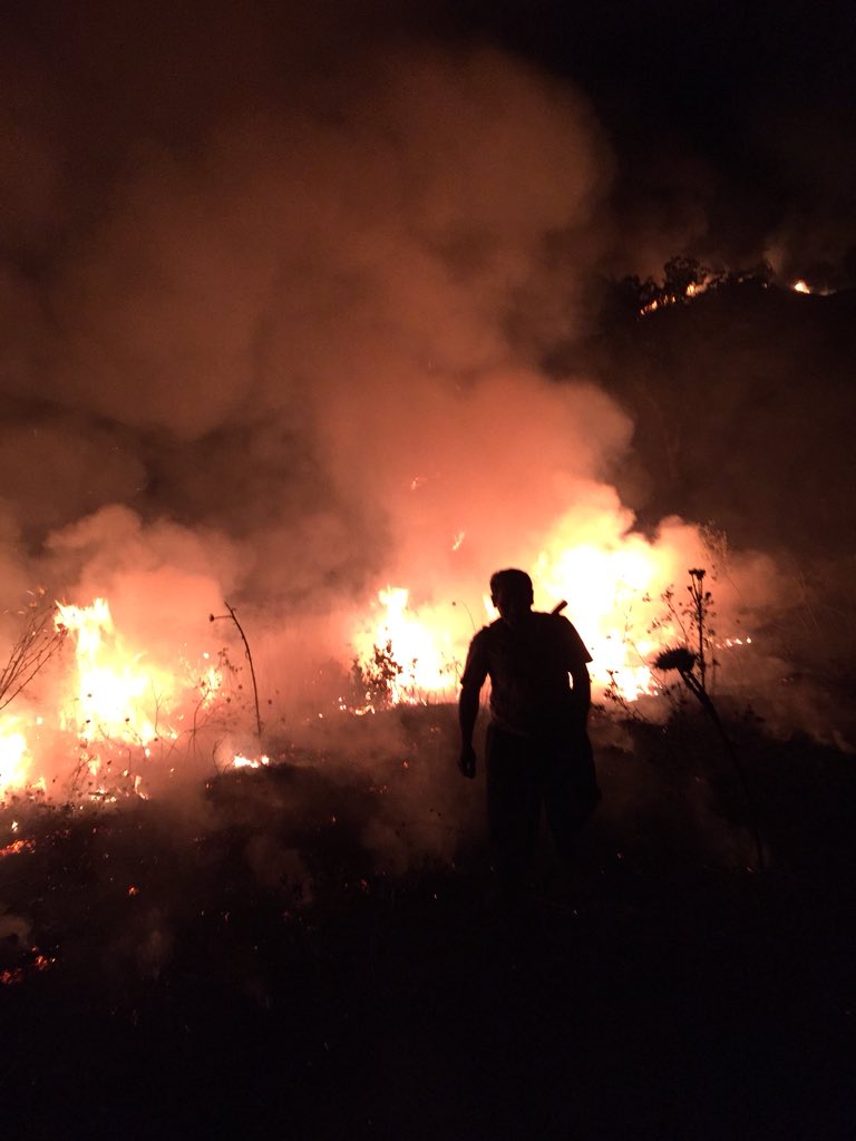 mustfayesil's tweet image. #hayvanlar #böcekler #ormanlarımızıkoryalım  bu gün orman yangını sonucu bi çok hayvan 🦎 böcek 🐜 yanmaktadır bunun hesabıda sorulur