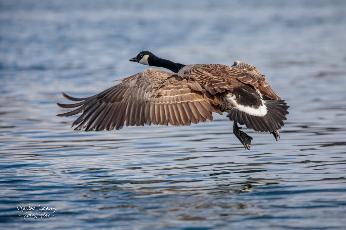 Great wildlife pictures from one of our guests during the Crinan Canal cruise in April 2018!

#smallshipcruising #crinancanal #scottishcanals @VisitScotland @sailscotland @argylloutdoors @Argyll_IslesApp #ScotlandIsNow @secret_coast