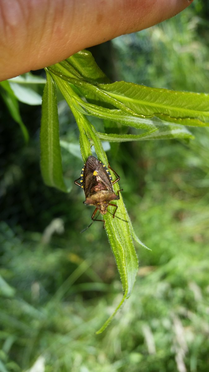 Can anyone tell me what this beetle seen on willow is? Thanks.