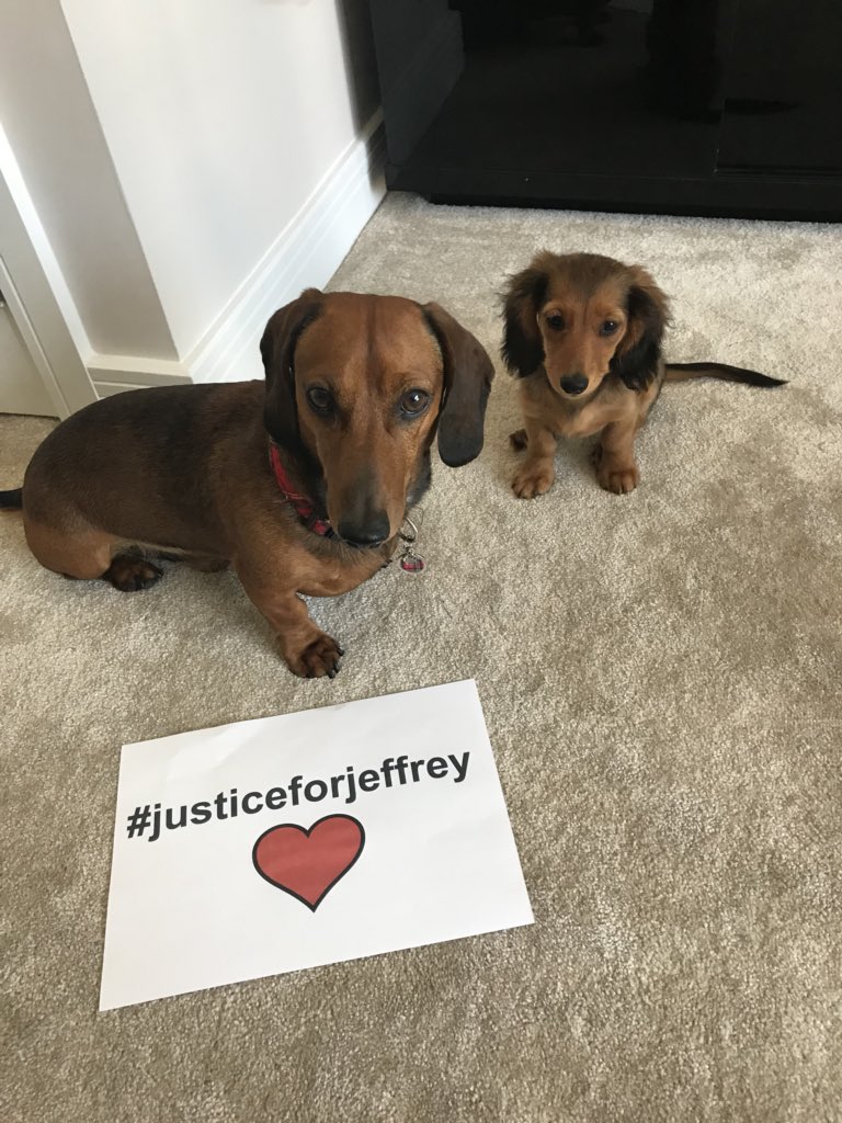alibradders's tweet photo. RIP Jeffrey 🌈💙🐾.... #justiceforjeffrey https://t.co/fp6ITwotK4