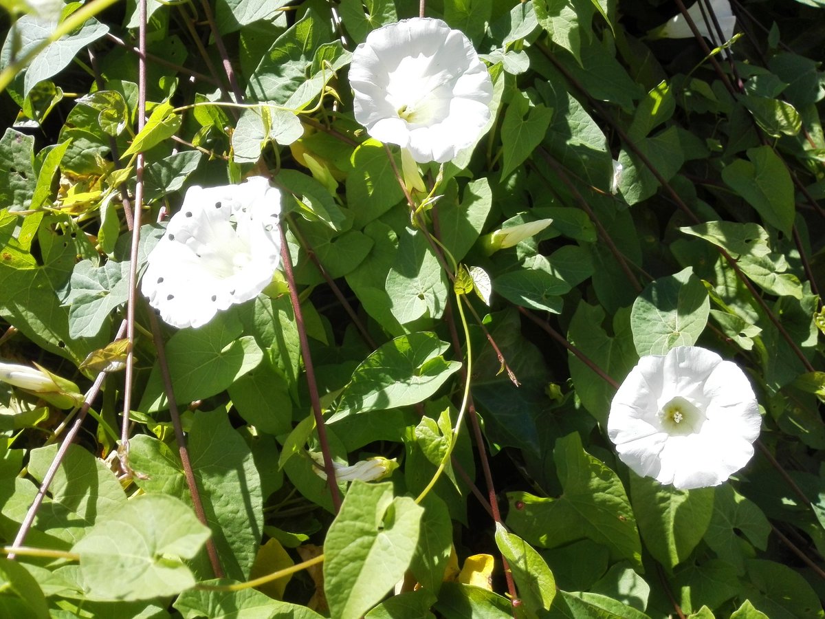 kristallnaach's tweet photo. Gesumme in der #Ackerwinde / #Zaunwinde..für die #Bienen und #Hummeln willkommen.. https://t.co/oSvm8V2SUU