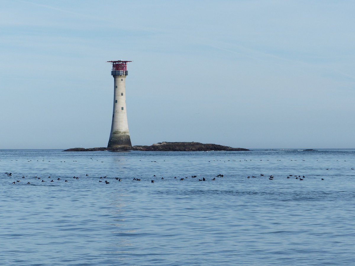 Souls of lost sailors ... 
Manx shearwater.
#seabirdersaturday <a href="/skomer_island/">Skomer Island</a>