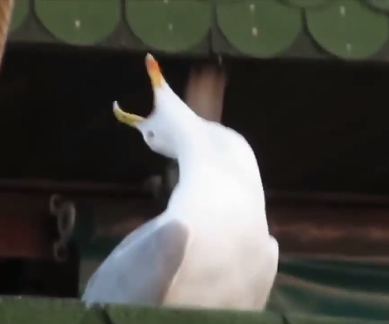 Чайка Мем