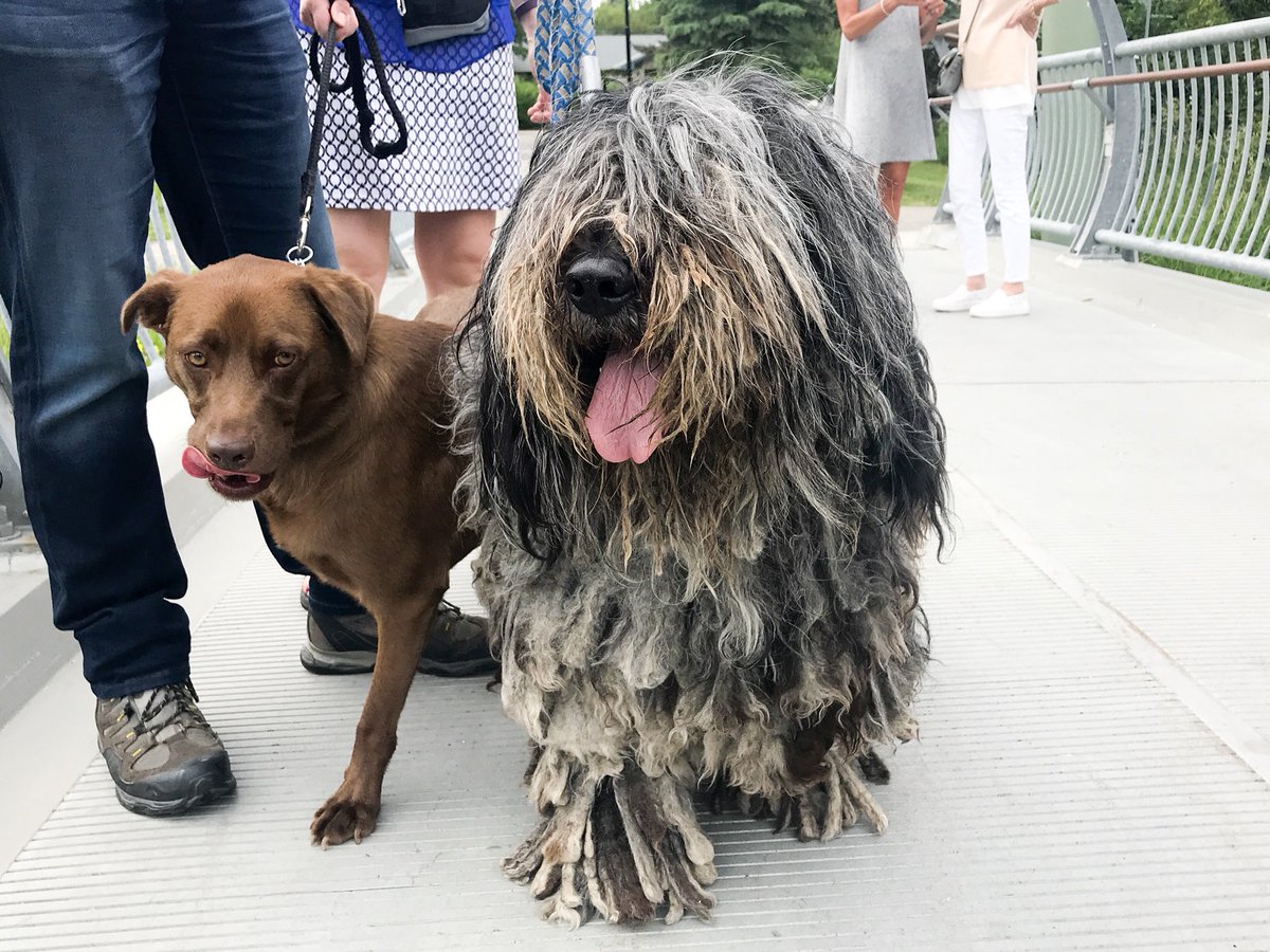 RowhouseRevival's tweet photo. @dog_rates @darth saw this mop in downtown Calgary today https://t.co/pCyyv20xhx