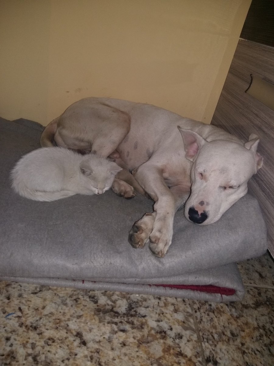 _andressa07's tweet photo. Meus neném 💖🐶🐈 https://t.co/i20WNErKw8