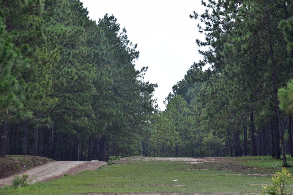 MTSERMON's tweet image. Tambla Lempira—Primer Municipio verde en Honduras soc.sh/jgF2E2GT1x