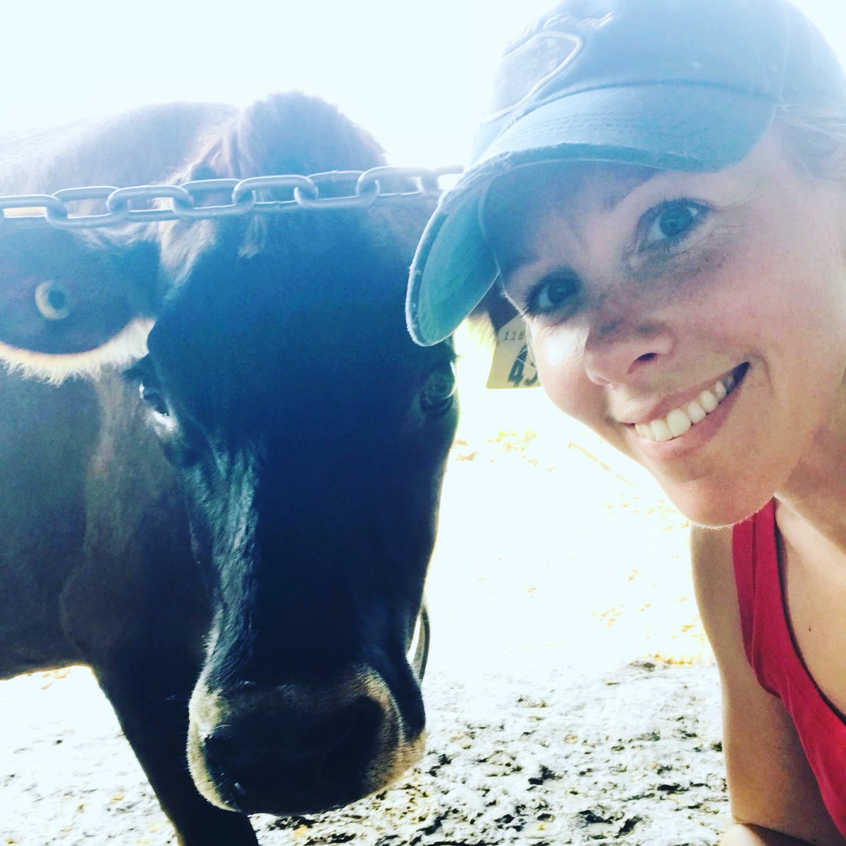oaharvey's tweet photo. My pretty Jersey getting ready to have her fourth calf. #jerseycanada #jerseycow #agriculture #dairycow https://t.co/XX9lU5r4Jx
