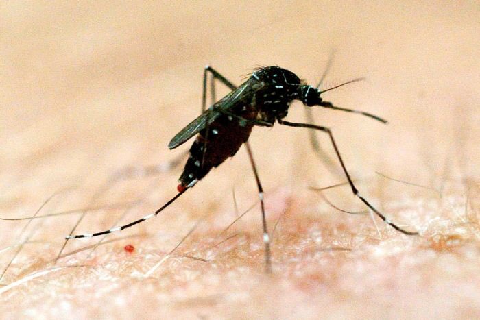 dfat's tweet photo. Australia will this week host the World’s first ⁦@MalariaCongress⁩ to combat this deadly disease, save lives &amp; improve our region’s #HealthSecurity ⁦@AusAmbRHS⁩  https://t.co/8ApCAhL09z https://t.co/IZ8iSNzJO4