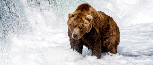 Given how remote <a href="/KatmaiNPS/">Katmai National Park</a> is, webcams can give people an otherwise impossible wildlife viewing experience! In this study, we're asking whether watching #Katmai's #bearcams makes folks care about conservation.  h/t <a href="/wildlifesociety/">The Wildlife Society</a> <a href="/DanaKobi/">Dana (Kobilinsky) Bespolka</a> wildlife.org/new-live-cam-t…