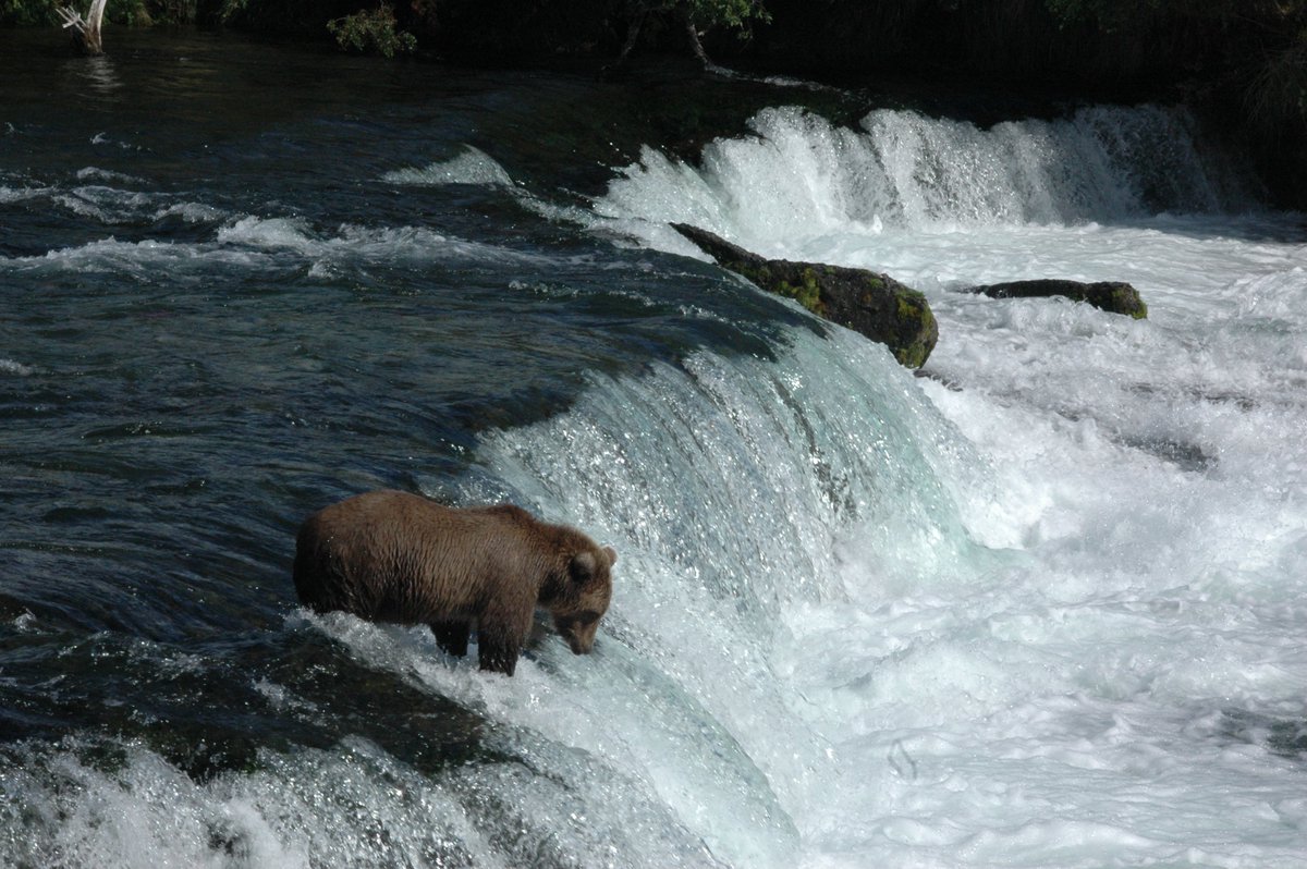 Economist Dr. John Loomis found that bear viewing via <a href="/KatmaiNPS/">Katmai National Park</a> #bearcams yields a benefit of $27 million annually! That's over 2x the benefit of on-site viewing. What do you think: Should live cams be a big part of park experiences moving forward? Paper: bit.ly/2yZPHa4