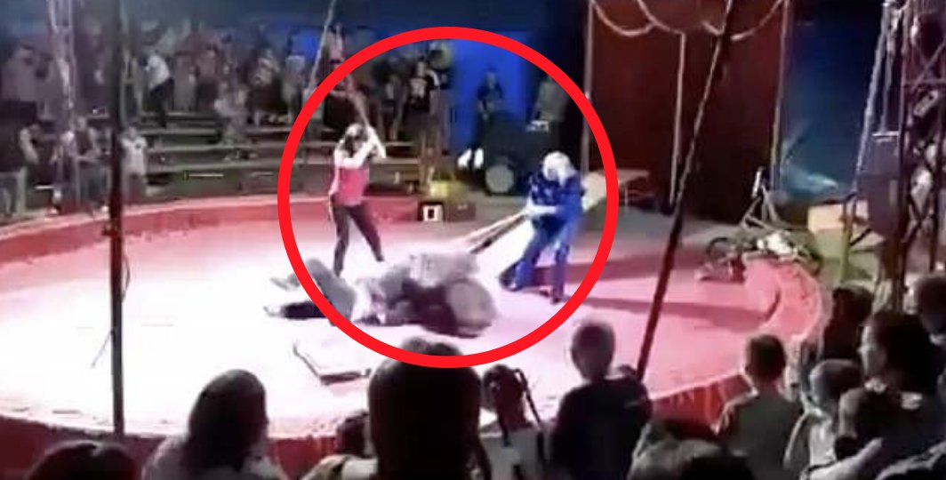 HolidogTimes's tweet photo. Circus Bear Beaten With Sticks For Refusing To Perform, Highlights Absurdity Of Captivity https://t.co/abJV4W5XTz https://t.co/pYt0xQd37R