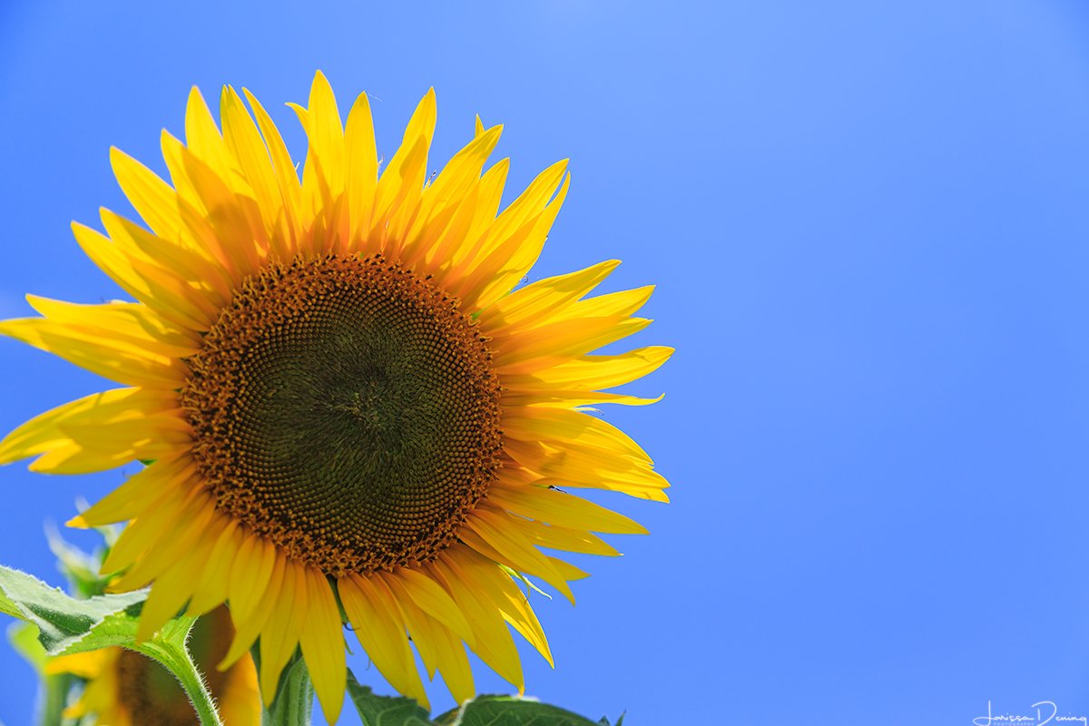 WarrenNeffJr's tweet image. Bye, bye June...⛅