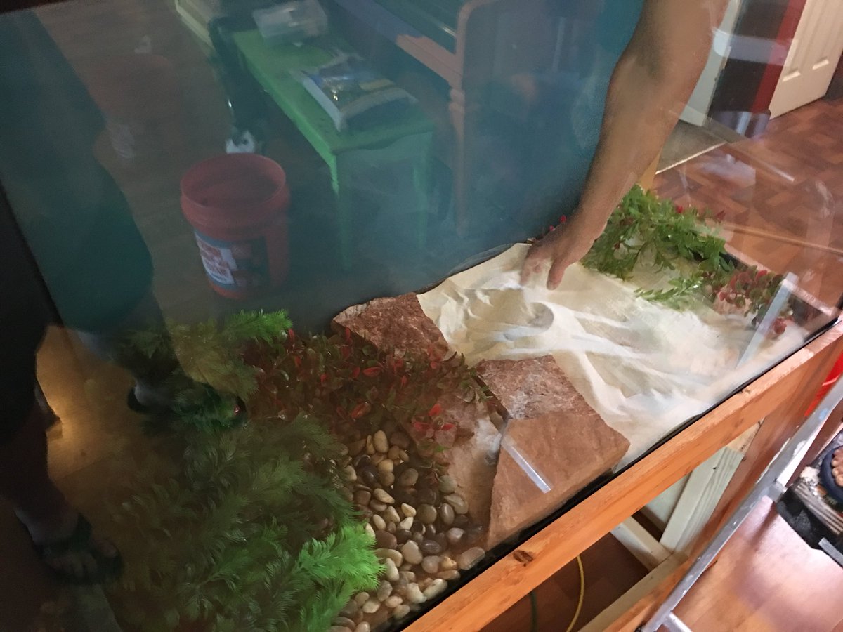 FishTanksMore's tweet photo. Started with the inside of the aquarium today!  Half large turtle pebbles and half white sand.  Calling it Turtle Beach!  #turtletankproject #turtles #turtlepebbles #fishtank #diy #fishtankstand #customstand #tankstand https://t.co/hIjKVtdssP