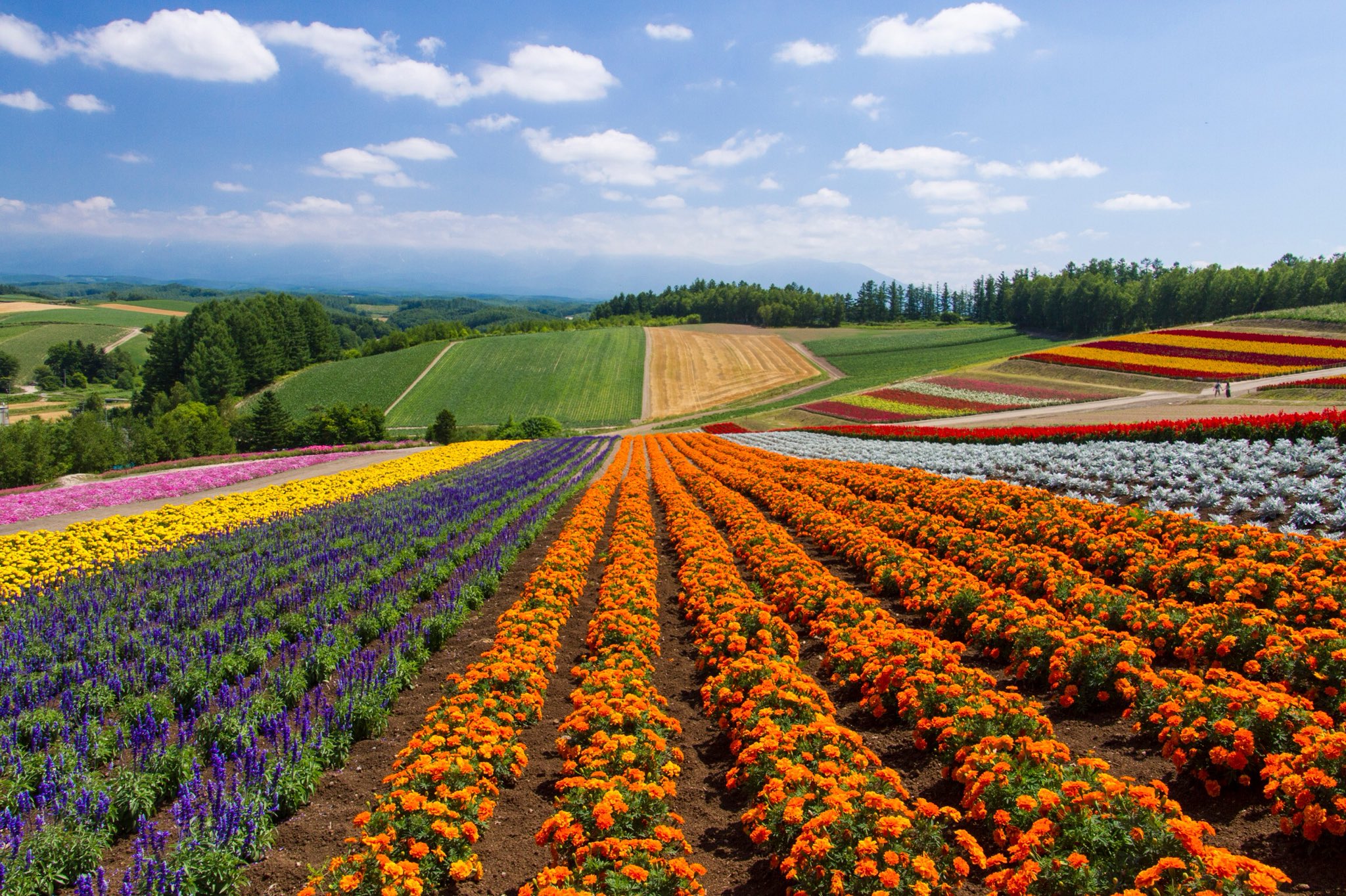 どさんこ39 丘の光景 7月になったので花の写真で 花畑の向こうに十勝岳連峰が見えるいかにも北海道らしい光景 美瑛 花畑 十勝岳 風景写真 写真好きな人と繋がりたい ファインダー越しの私の世界 北海道美瑛町美馬牛 四季彩の丘 T Co