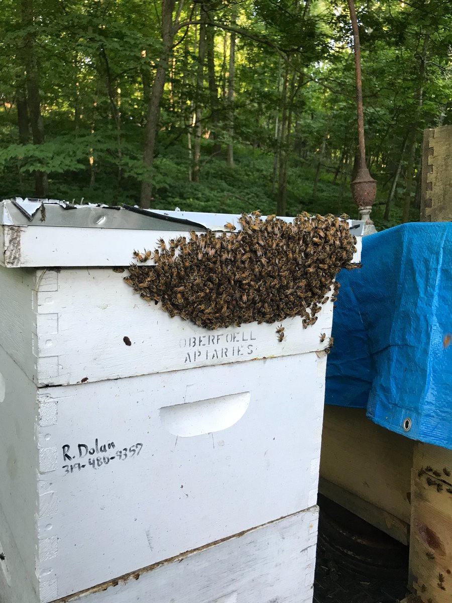 RyanDol33148299's tweet photo. Hot weather has the bees hanging outside the hive to regulate heat! https://t.co/5U5q4Khwl6