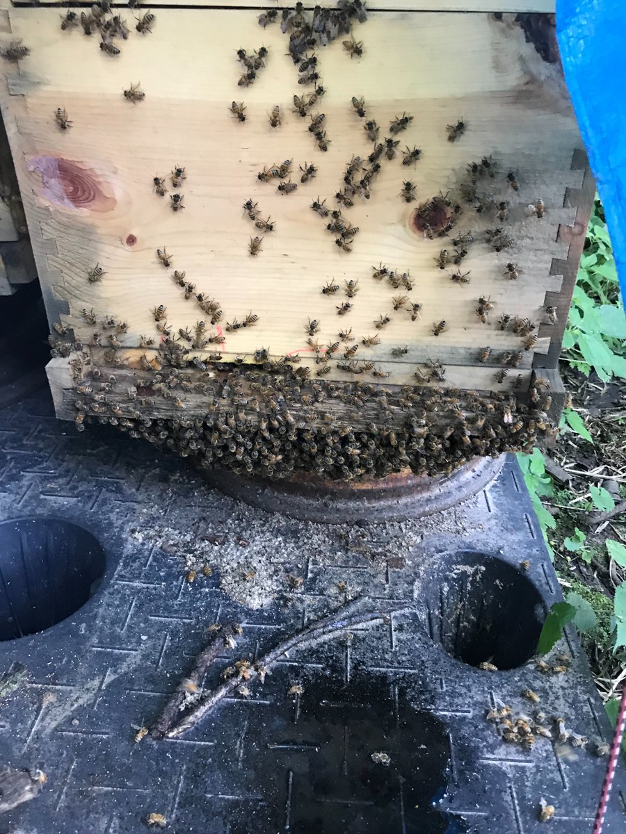 RyanDol33148299's tweet photo. Hot weather has the bees hanging outside the hive to regulate heat! https://t.co/5U5q4Khwl6