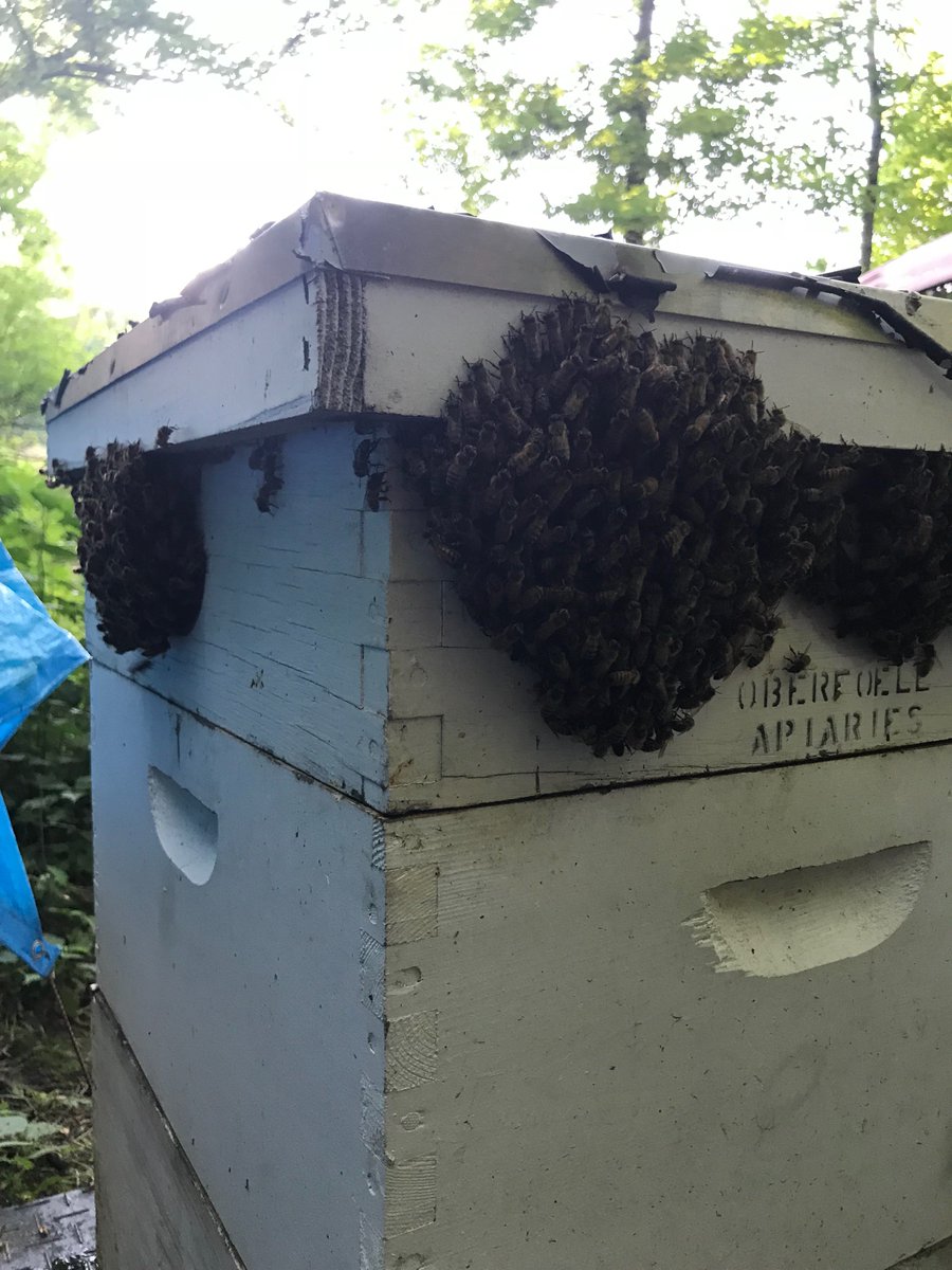 RyanDol33148299's tweet photo. Hot weather has the bees hanging outside the hive to regulate heat! https://t.co/5U5q4Khwl6